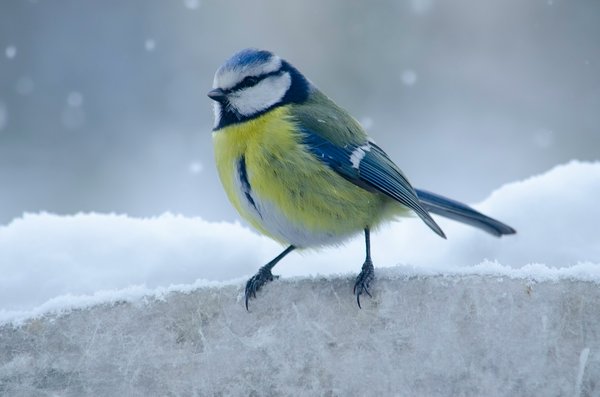 Quelles merveilles se cachent au Parc des Oiseaux à Villars-les-Dombes ?